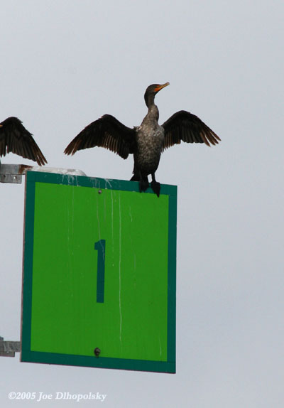 Cormorant