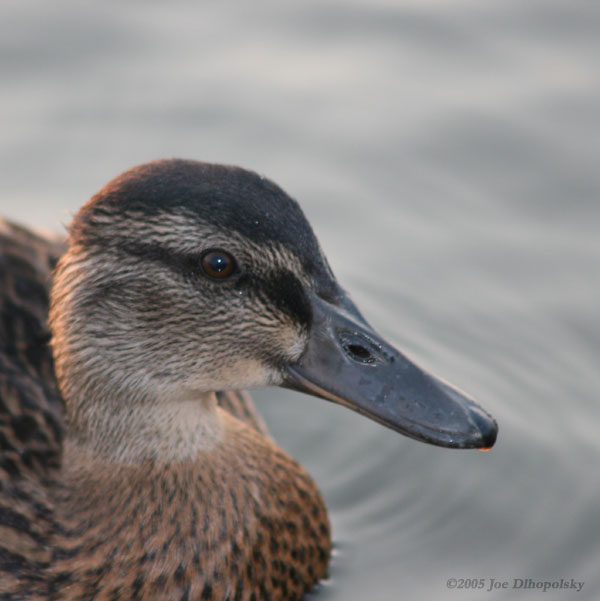 MallardPortrait