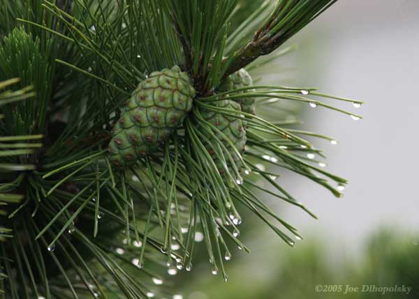 PineCones