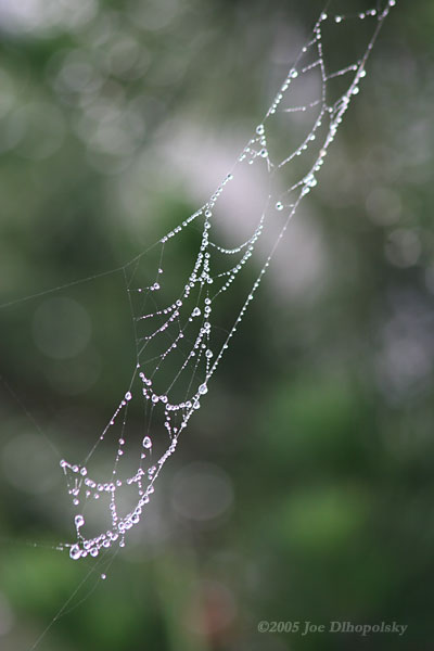 SpiderWeb