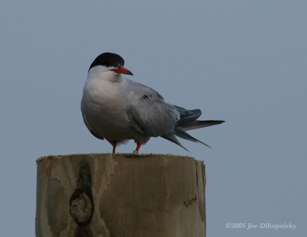 Tern