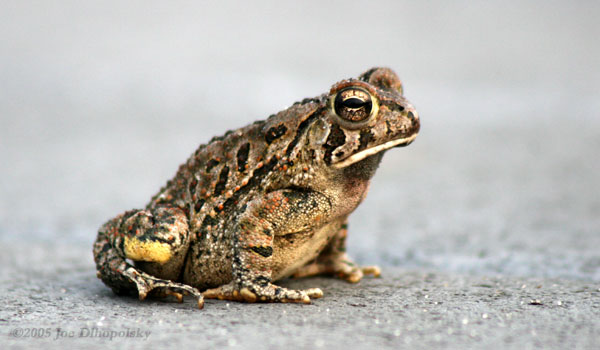 Toad