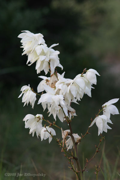 Yucca