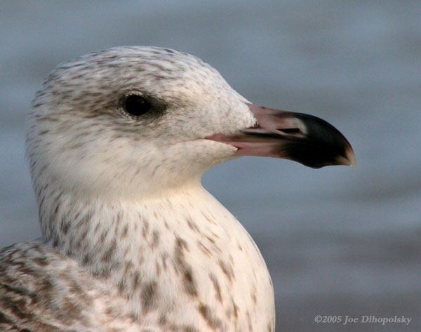 JuvenileRingBilledGull