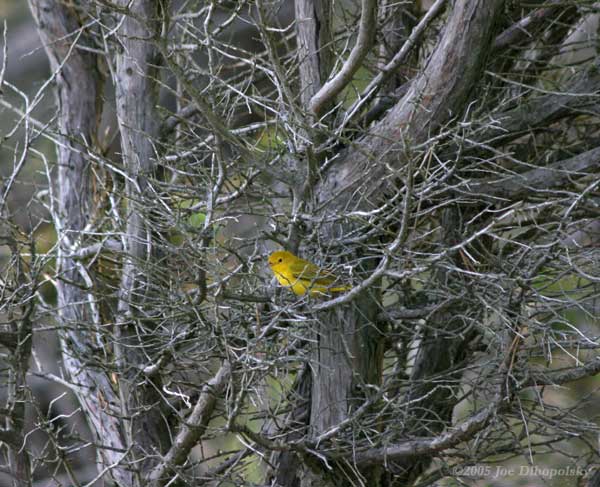 YellowWarbler